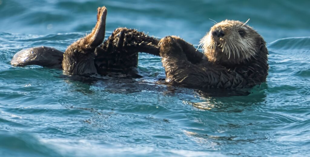 a couple of sea otters playing in the water