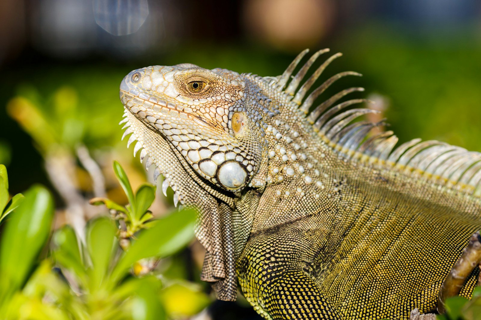 How to Spot a Stressed or Anxious Pet Reptile