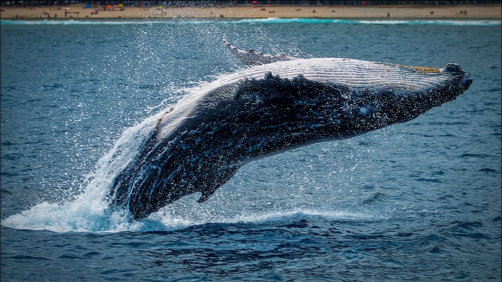 Can Whales Drown? The Shocking Truth About Their Breathing Habits