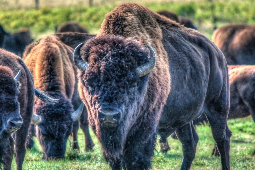 brown bisons on green grass during daytime