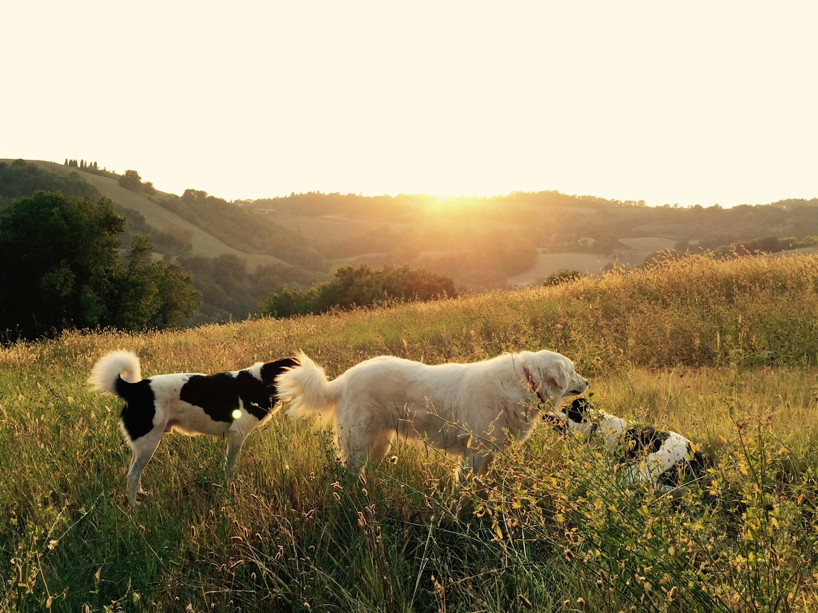How Wolves Are Different From Domestic Dogs