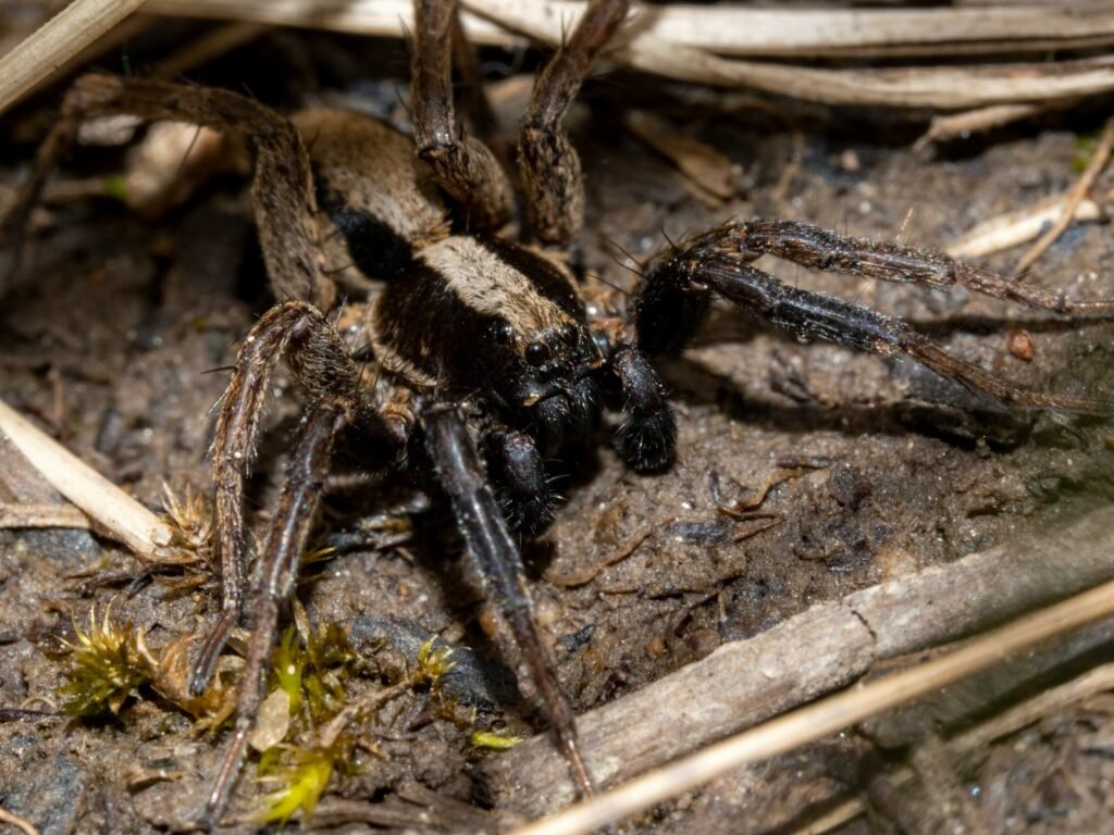 black and brown spider on brown wood