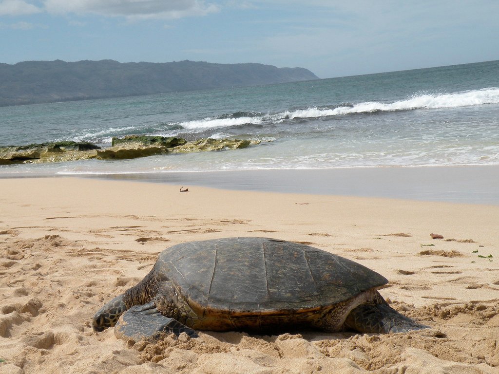 Hybrid Turtles: Nature’s Rare Surprise