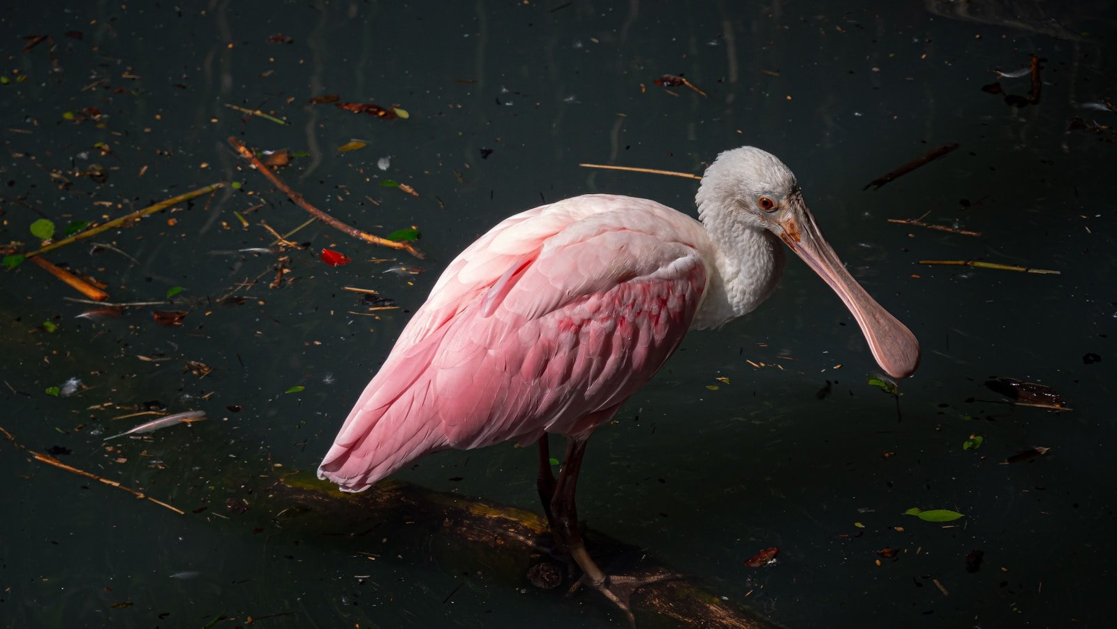 Florida’s Roseate Spoonbills Are Thriving Again – Thanks to Wetland Science