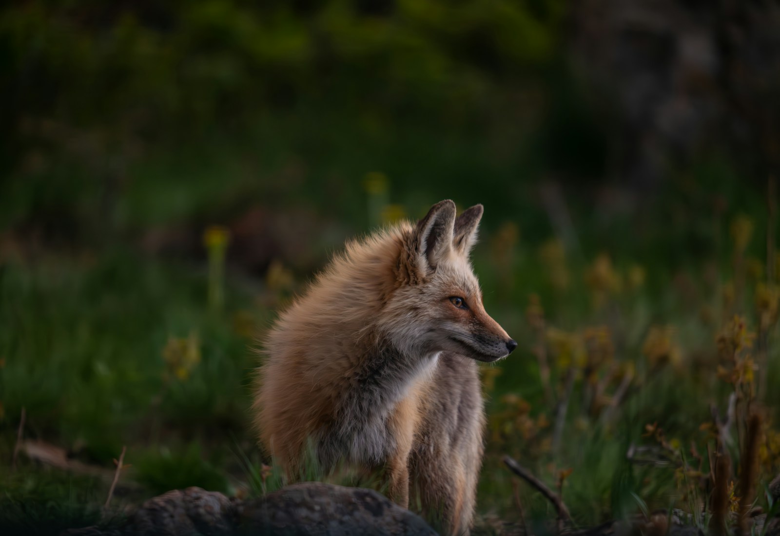 The Foxes That Keep Urban Rodents in Check
