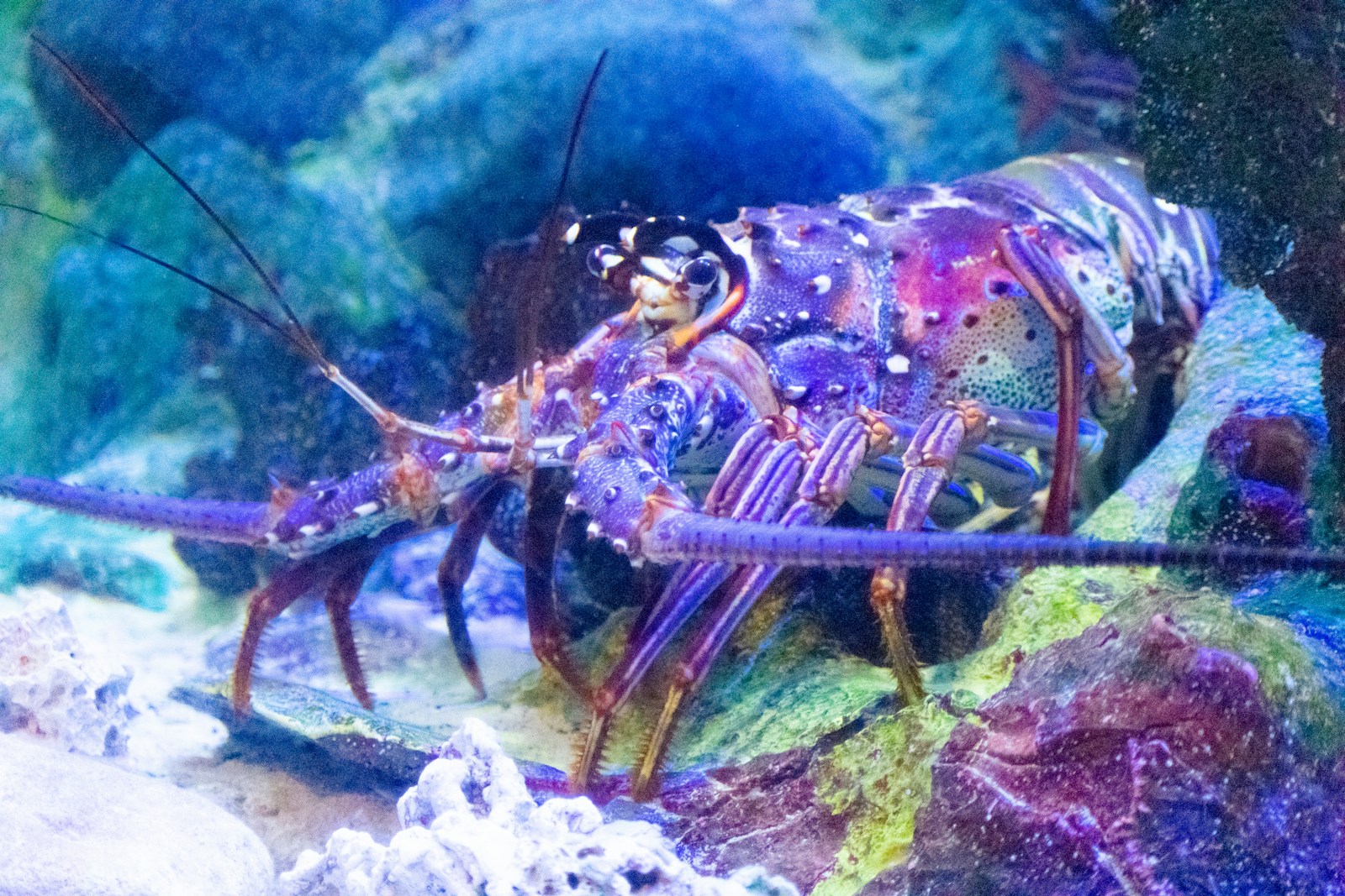 The Mantis Shrimp That Sees a Color Spectrum We Can’t Even Imagine