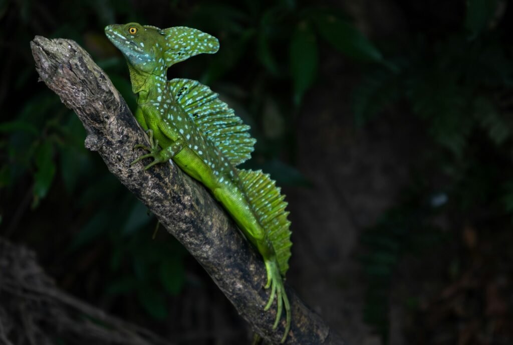 A green lizard sitting on top of a tree branch