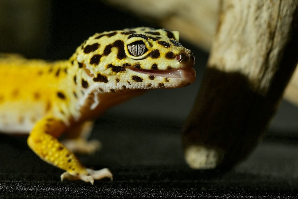a yellow and black leopard gecko sitting on a black surface