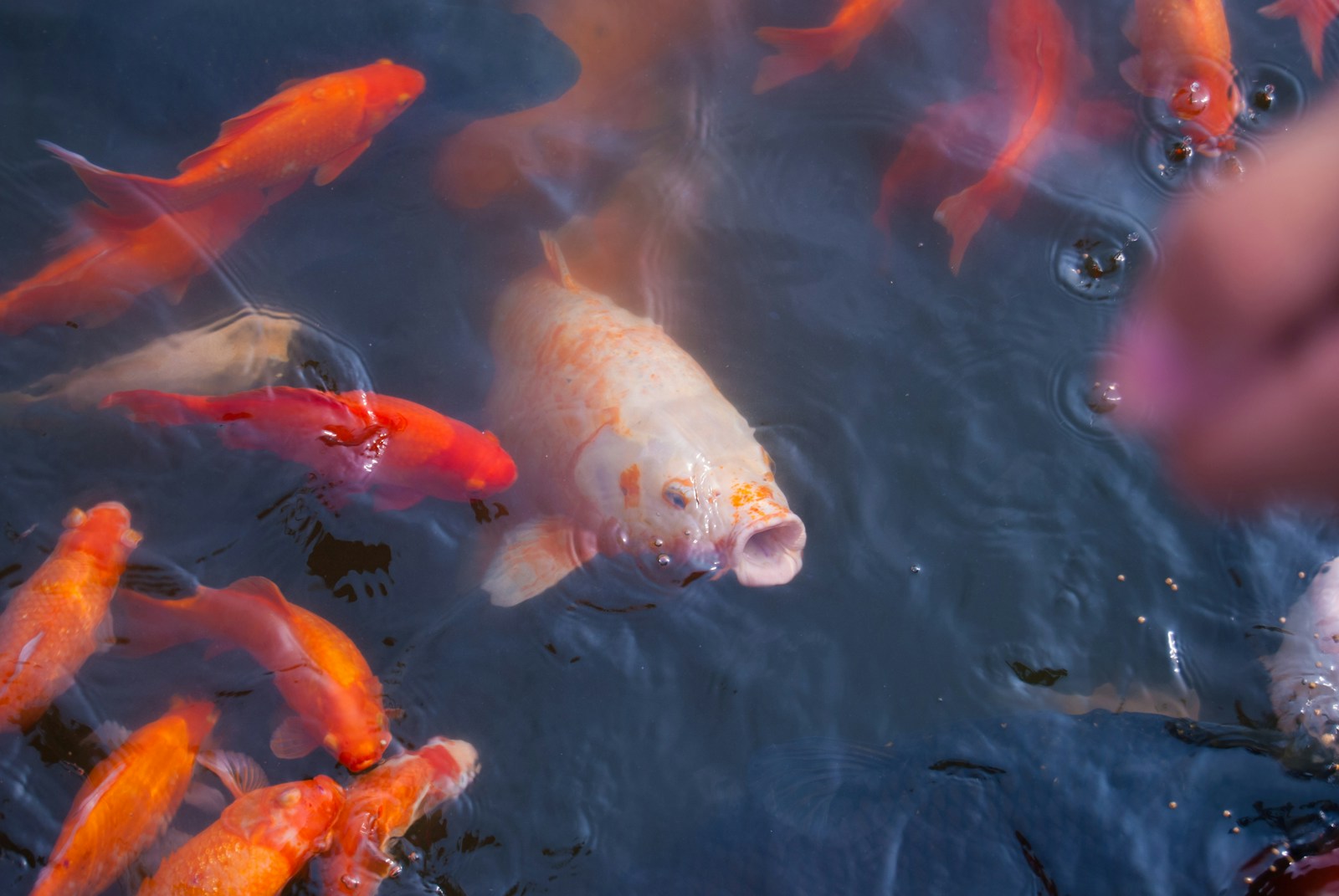 These Rare Fish Still Swim in the Great Lakes