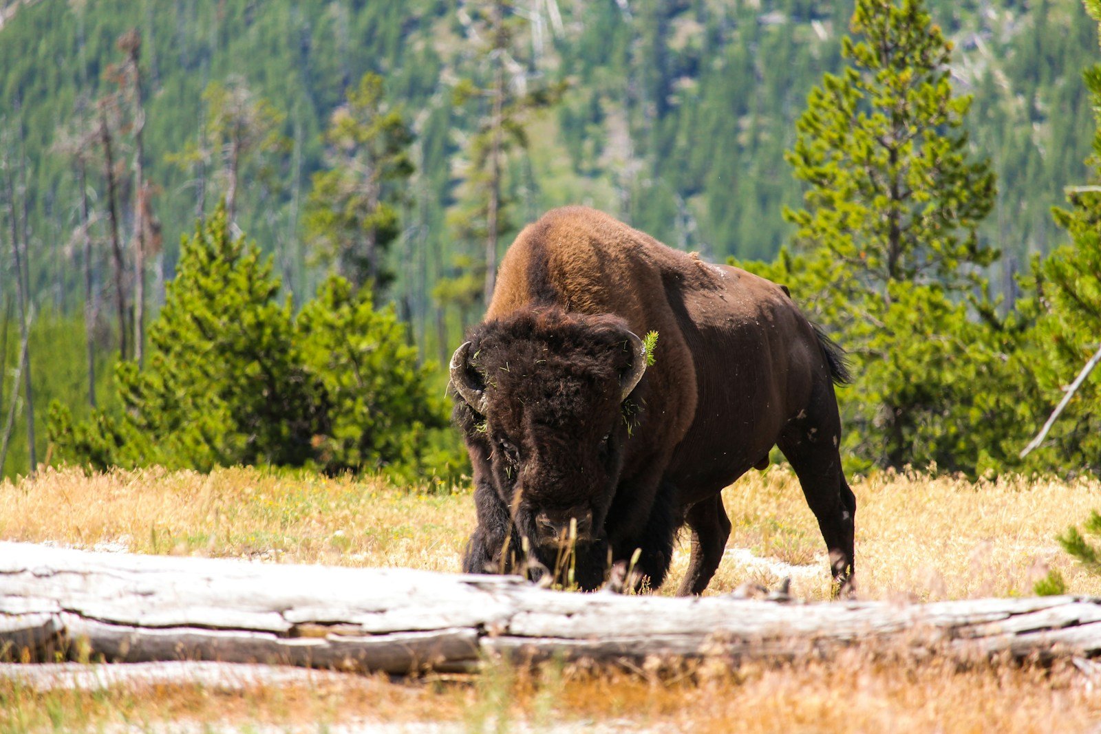 The Historic Slaughter of Bison and How Their Populations Are Recovering