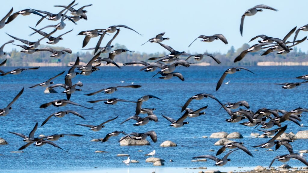 a flock of birds flying over a body of water