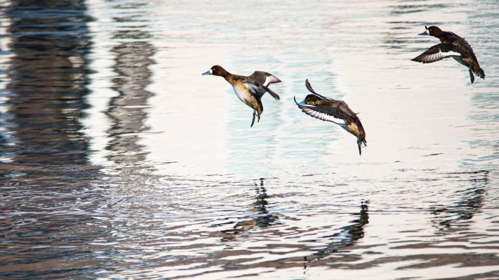 white and black bird flying over the water during daytime