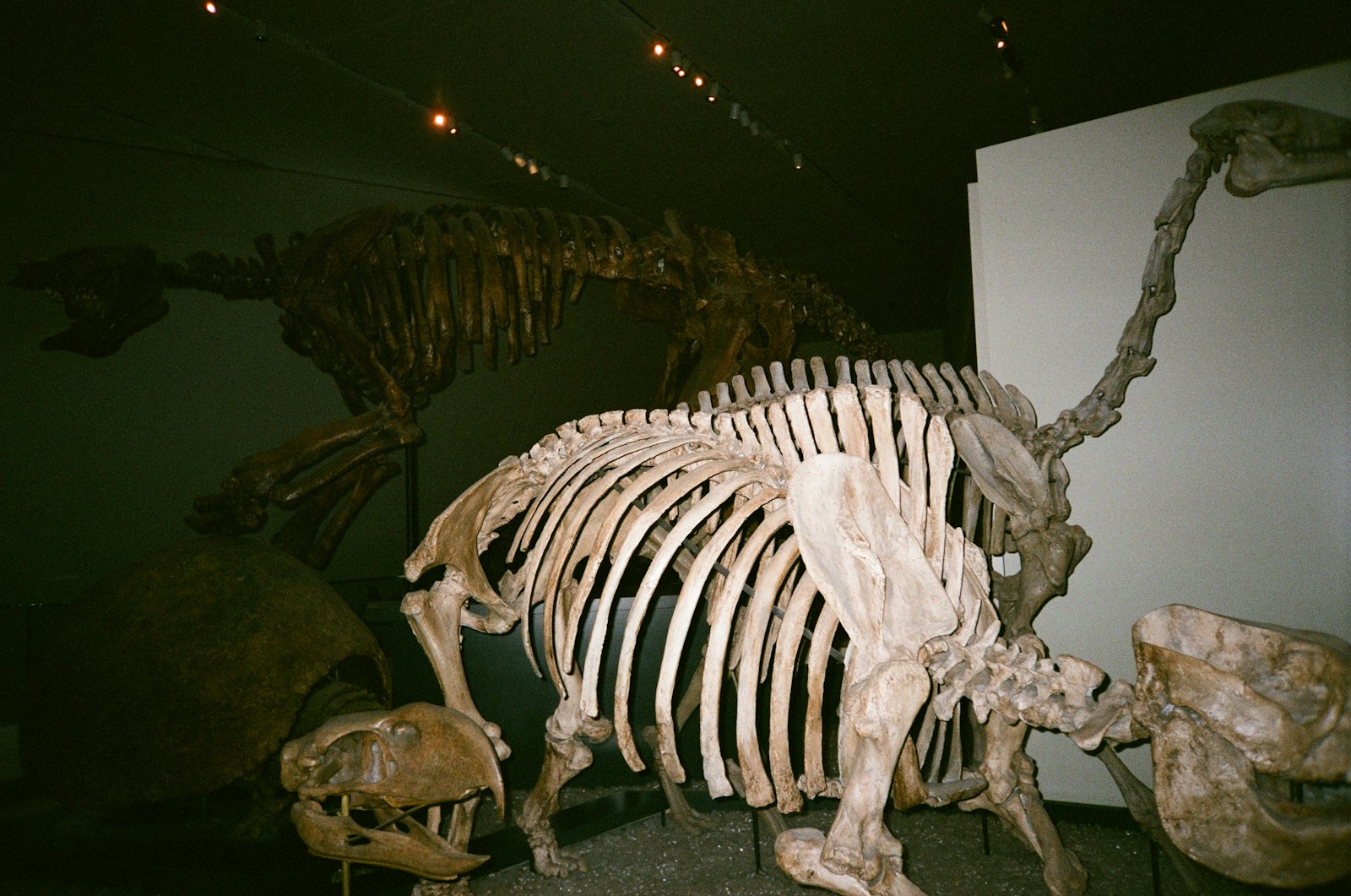 Utah’s Dinosaur Graveyard: Why Scientists Call It a Window Into the Jurassic World