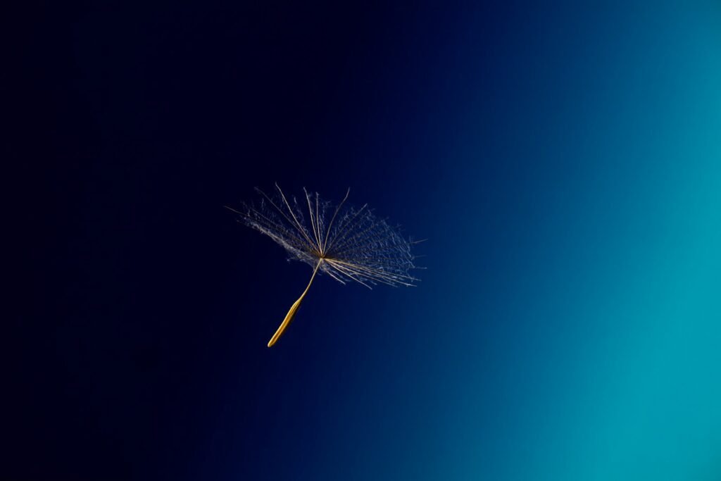 A dandelion blowing in the wind against a blue background
