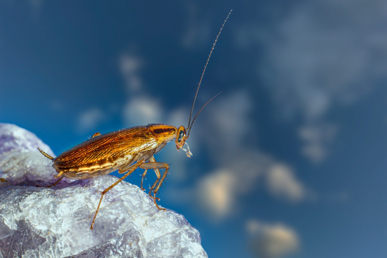 a large brown insect sitting on top of a rock