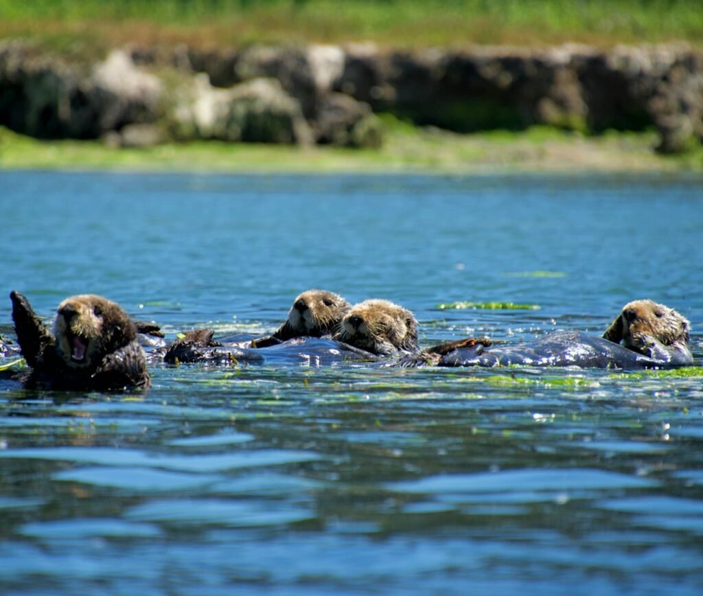 Sea otters are floating together in the water.