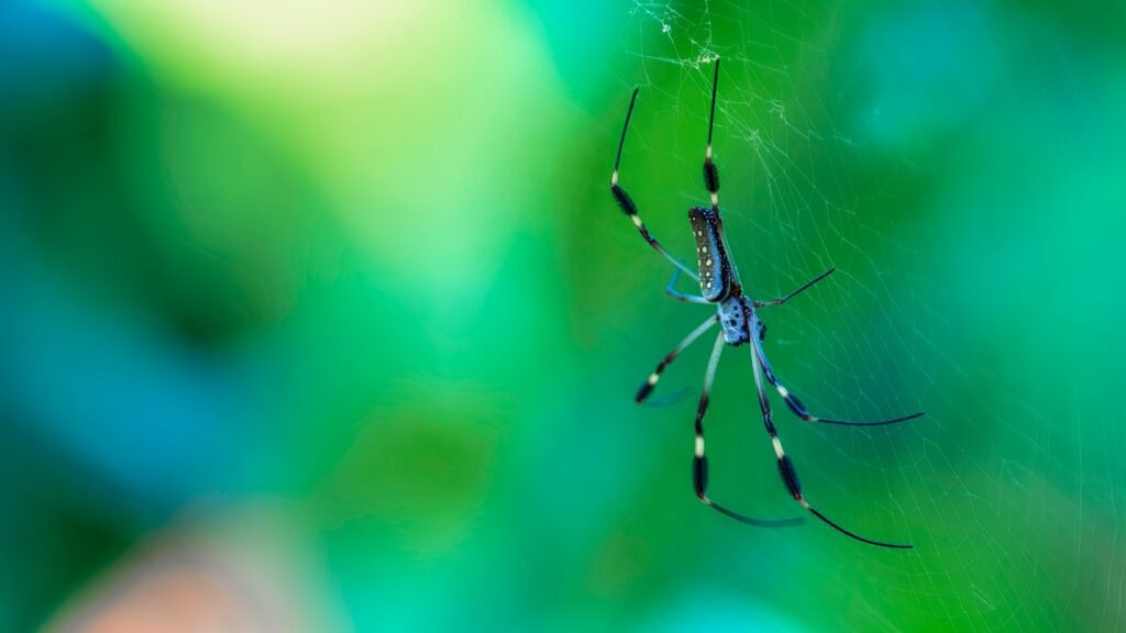 black and white spider on web in close up photography during daytime