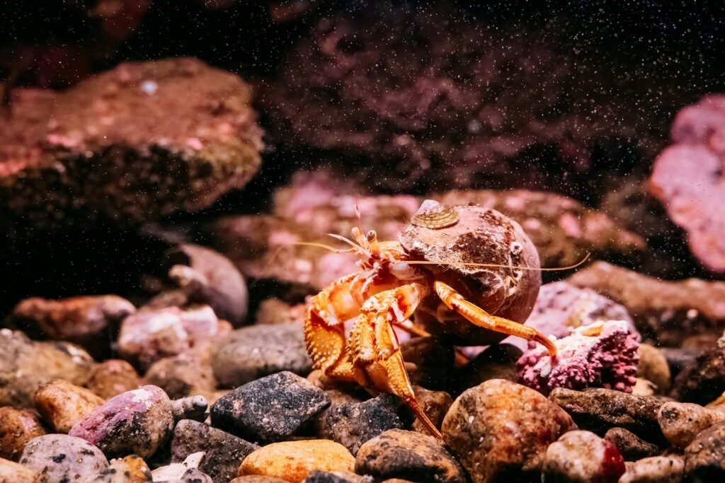 A close up of a crab on rocks in an aquarium