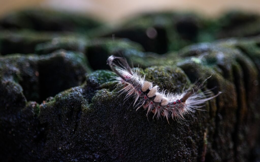 A close up of a caterpillar on a piece of wood
