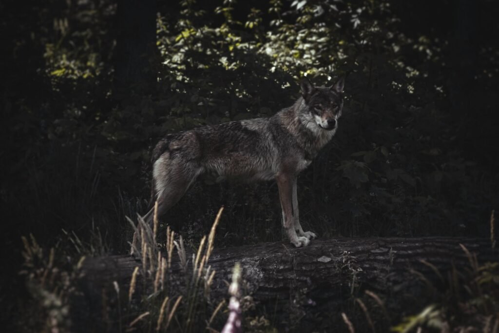 wolf photography