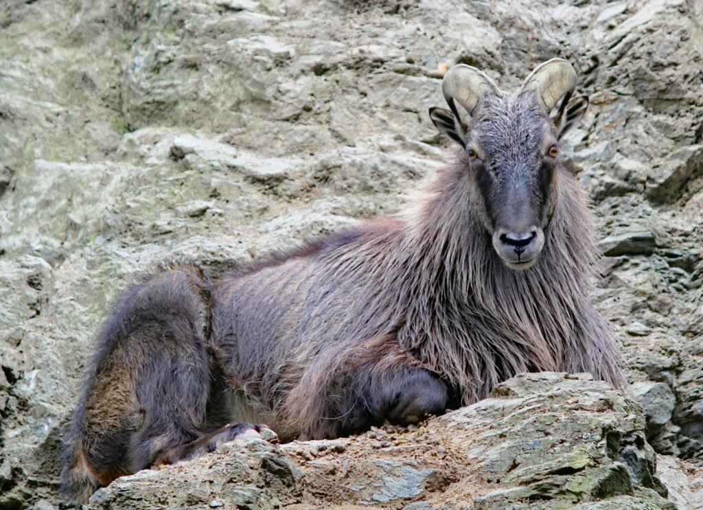 Himalayan tahr