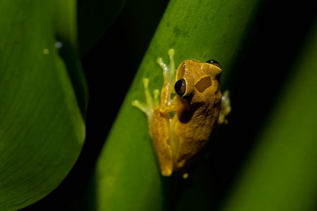 A yellow frog sitting on top of a green plant