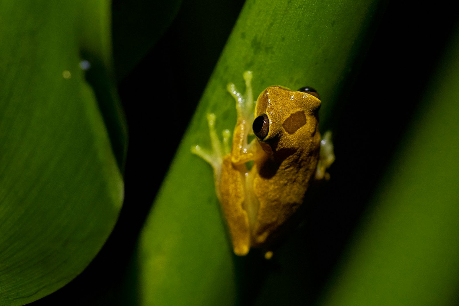 Could a Species Go Extinct Without Realizing It’s Happening?