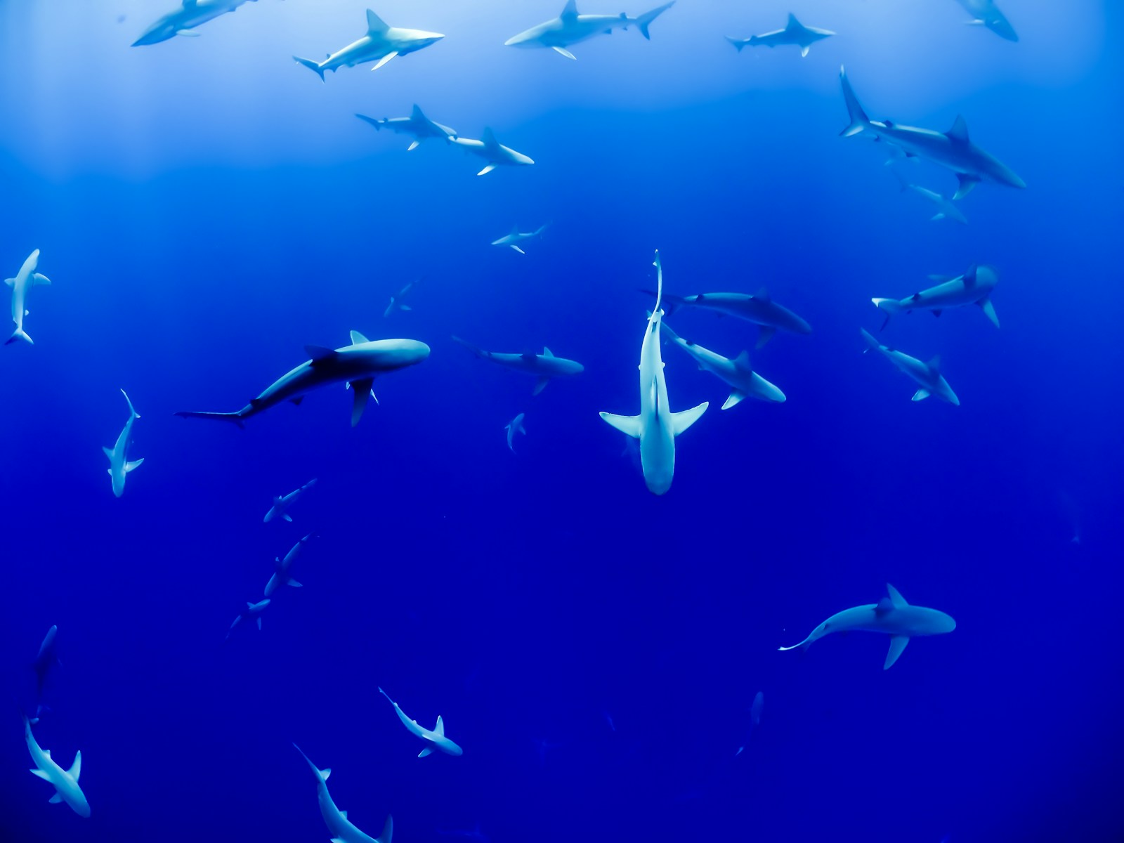 The Most Dangerous Sharks in U.S. Waters—Should You Be Worried?