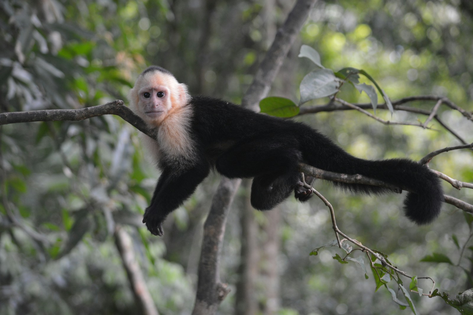 Alpha Females? Study Shows Primate Power Is More Balanced Than We Thought