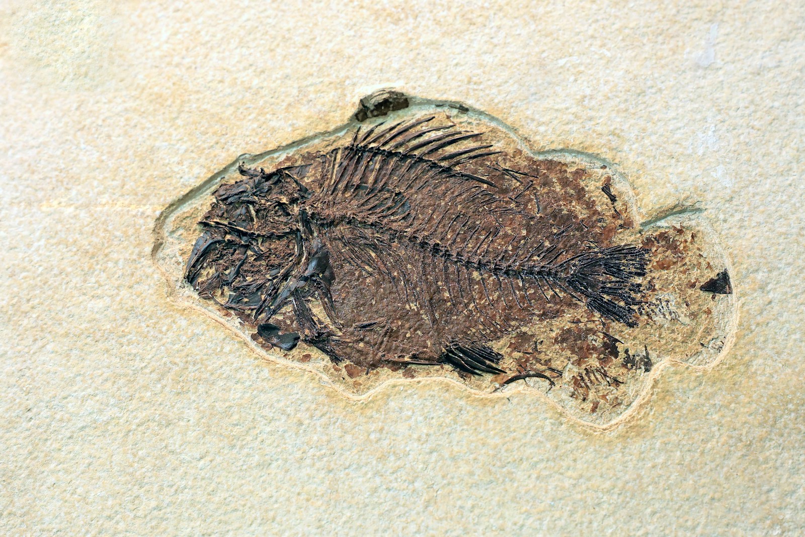 8 Prehistoric Creatures Stranger Than Any Dinosaur