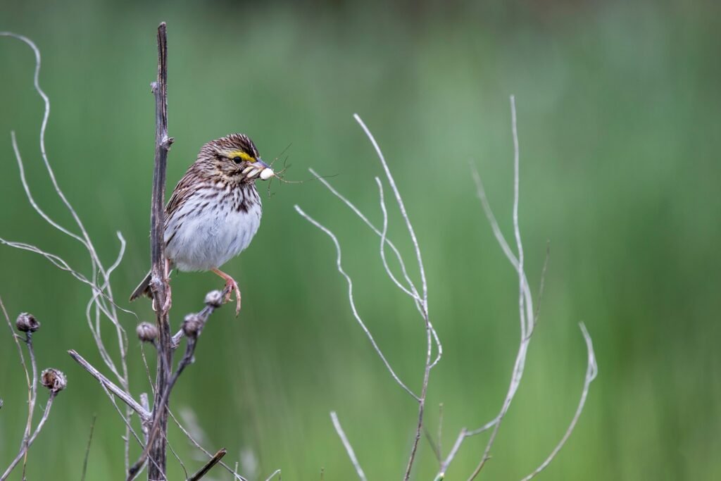 white and brown bird on brown tree branch during daytime