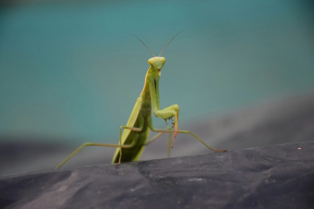 green Chemical Attraction: The Scented Lurepraying mantis on black surface