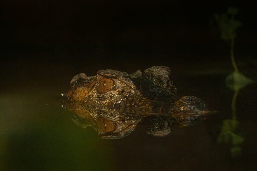lizard floating in the water