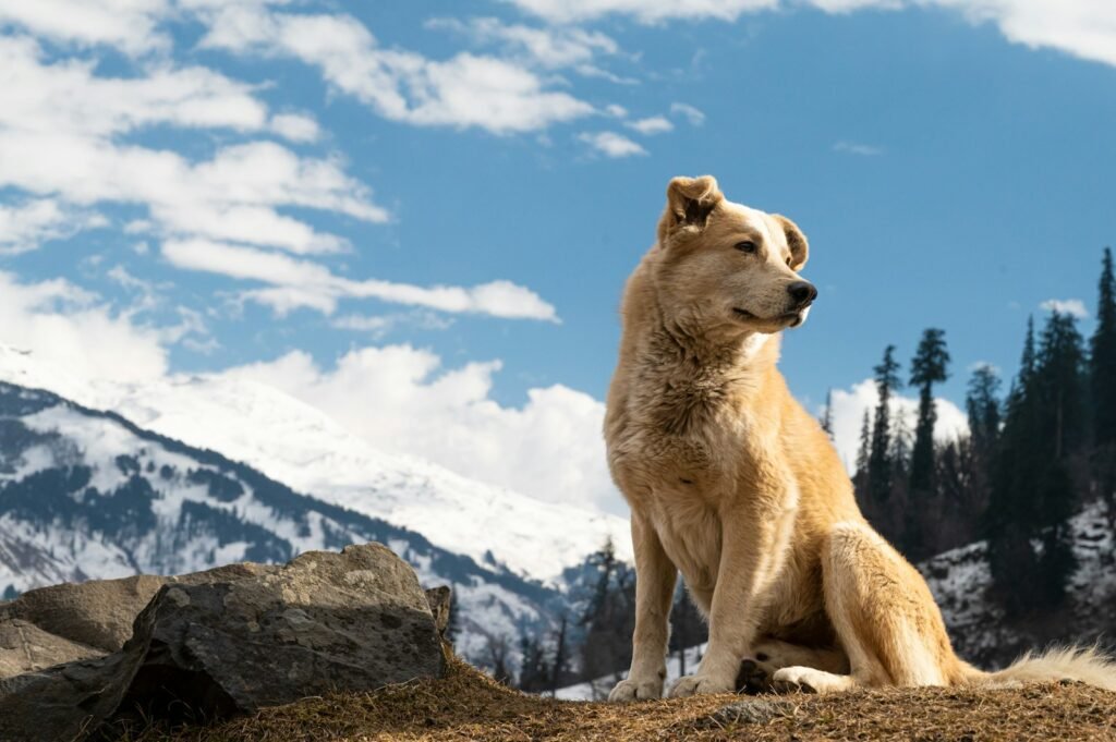 a brown dog sitting on top of a mountain