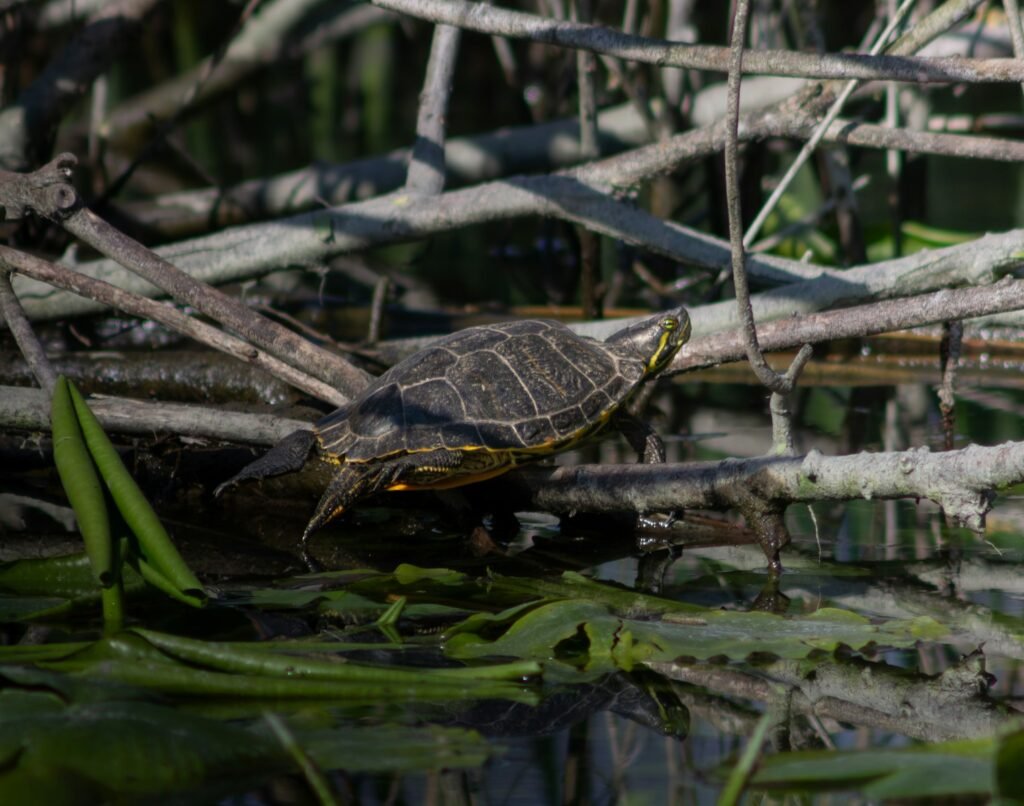 A turtle is climbing over some branches.