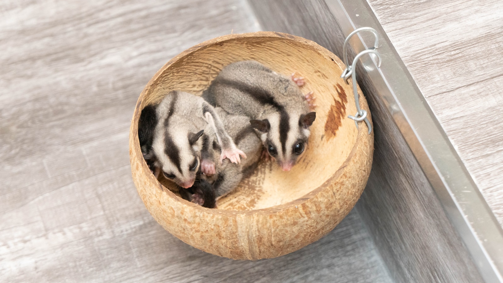 The Best Mini Mammal Pets for Small Spaces