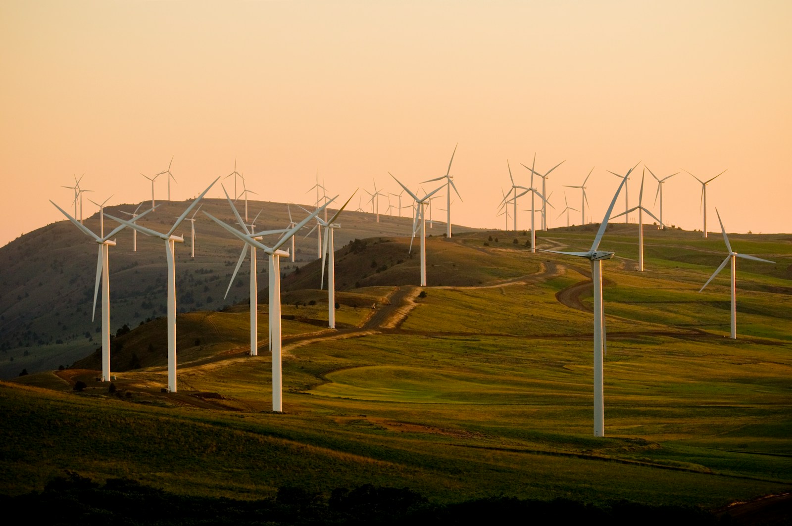 The Hidden Microbes That Could Power the Next Energy Revolution