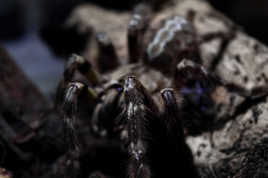 black spider