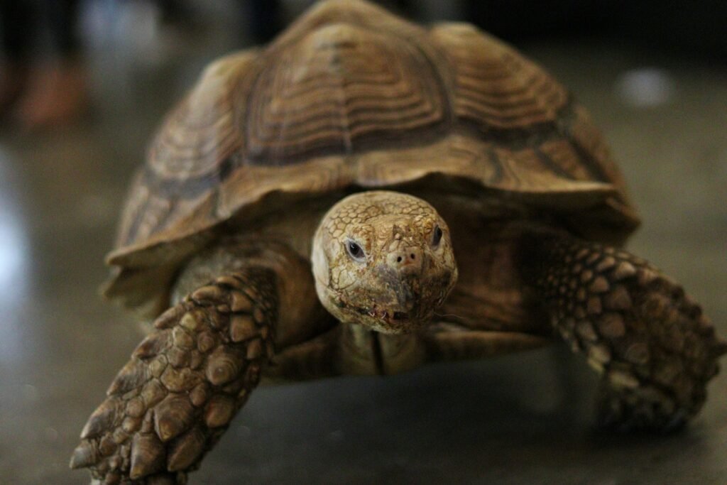 a turtle with its head turned