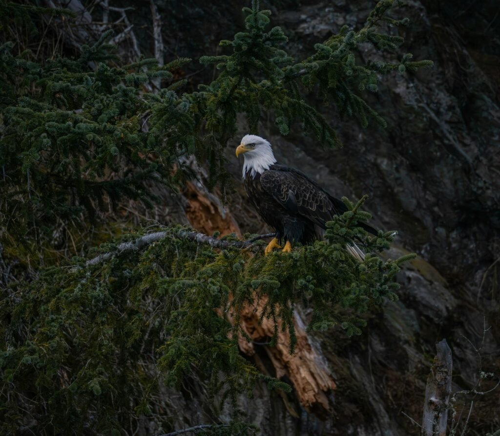 A bald eagle perches on a tree branch.