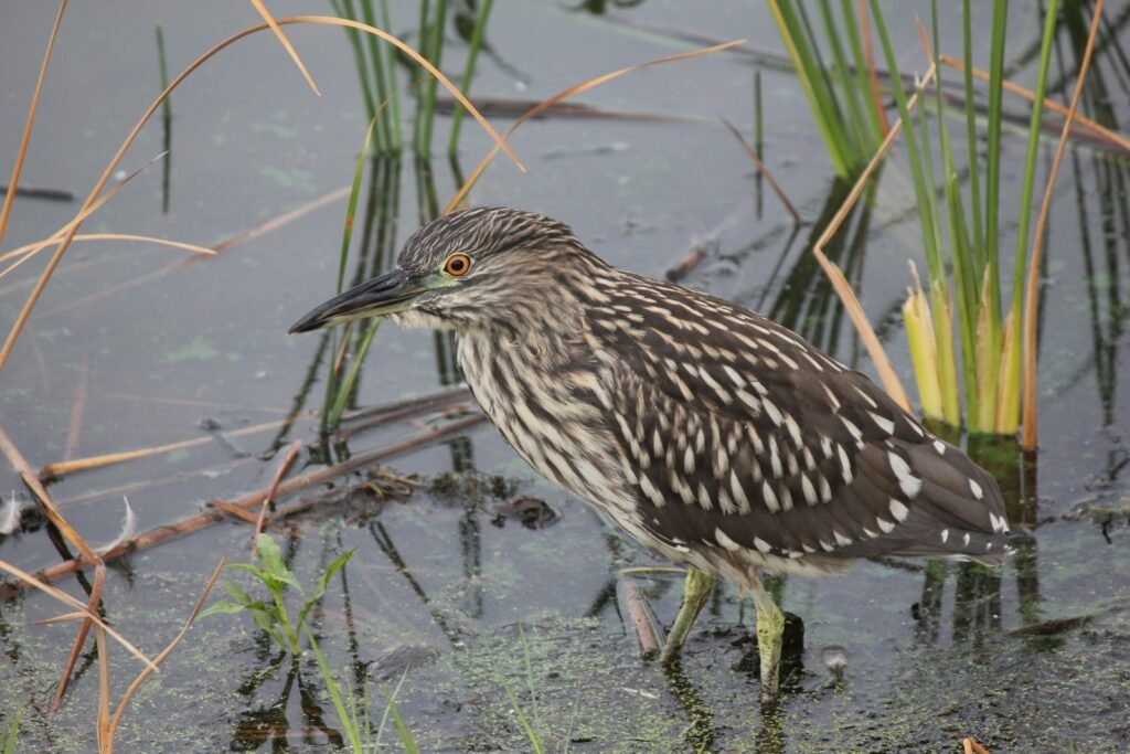 a bird standing in the water next to some grass