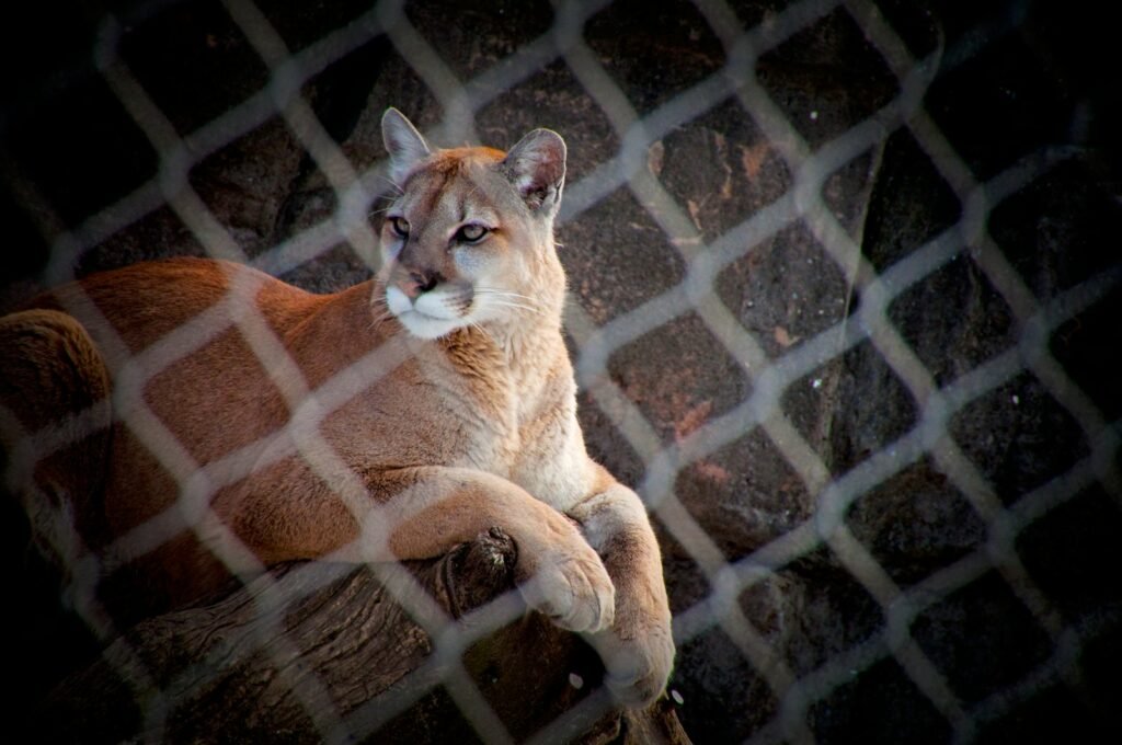 brown and white lioness on brown metal cage