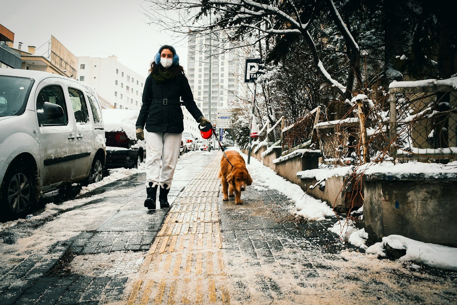 What Pet Owners in Minnesota Must Know About Harsh Winters