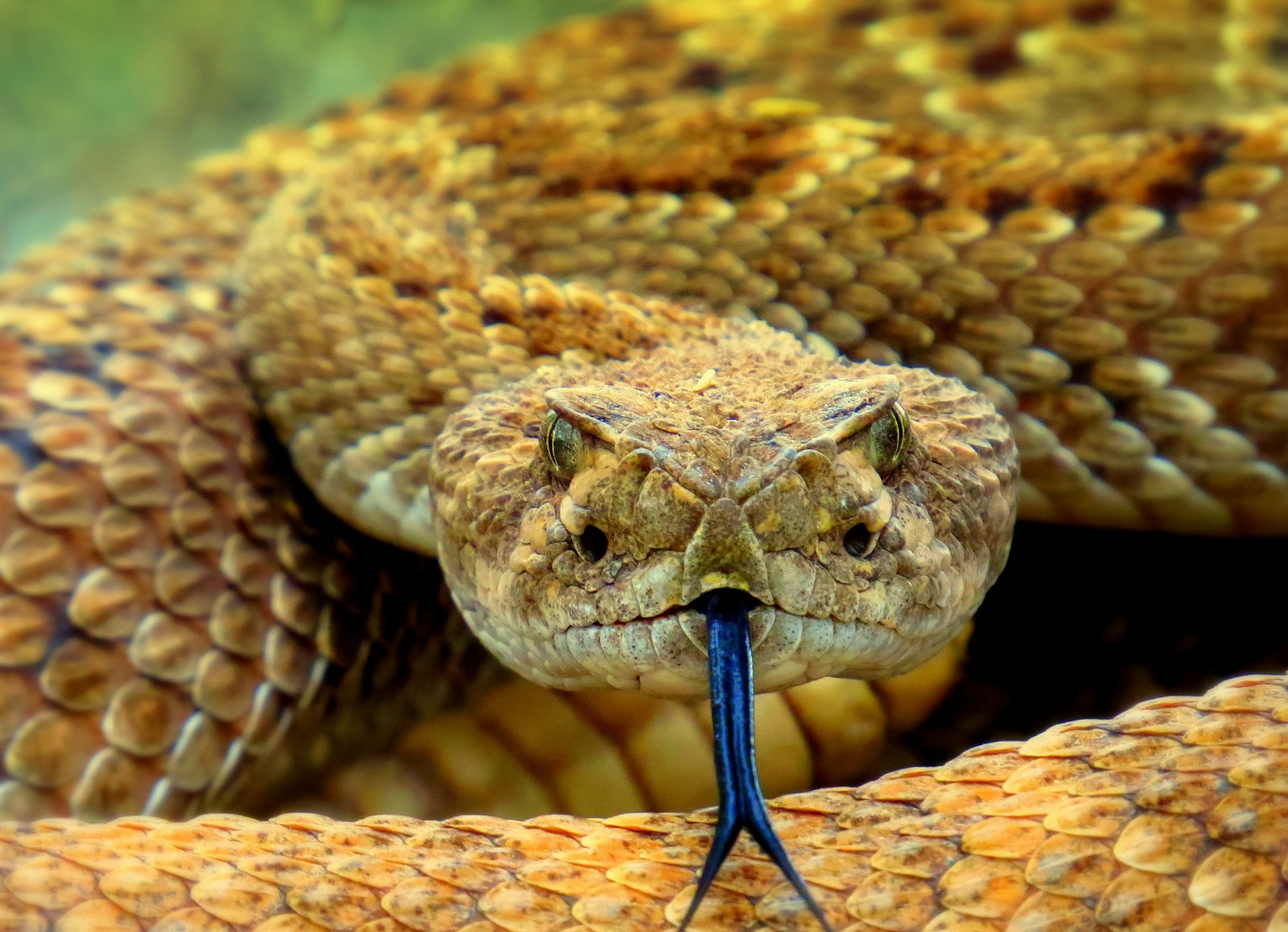 Why Some Snakes Love to Burrow and How to Create the Right Setup
