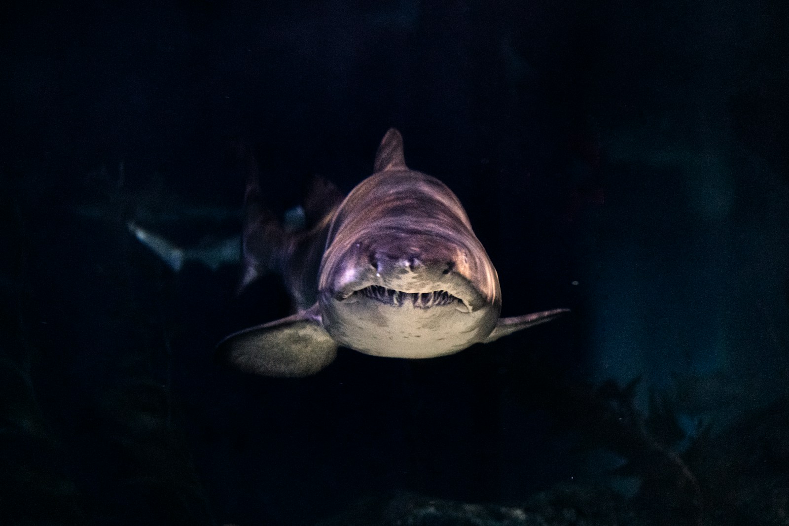 The Secretive Life of Sleeper Sharks—The Ocean’s Slowest Predators