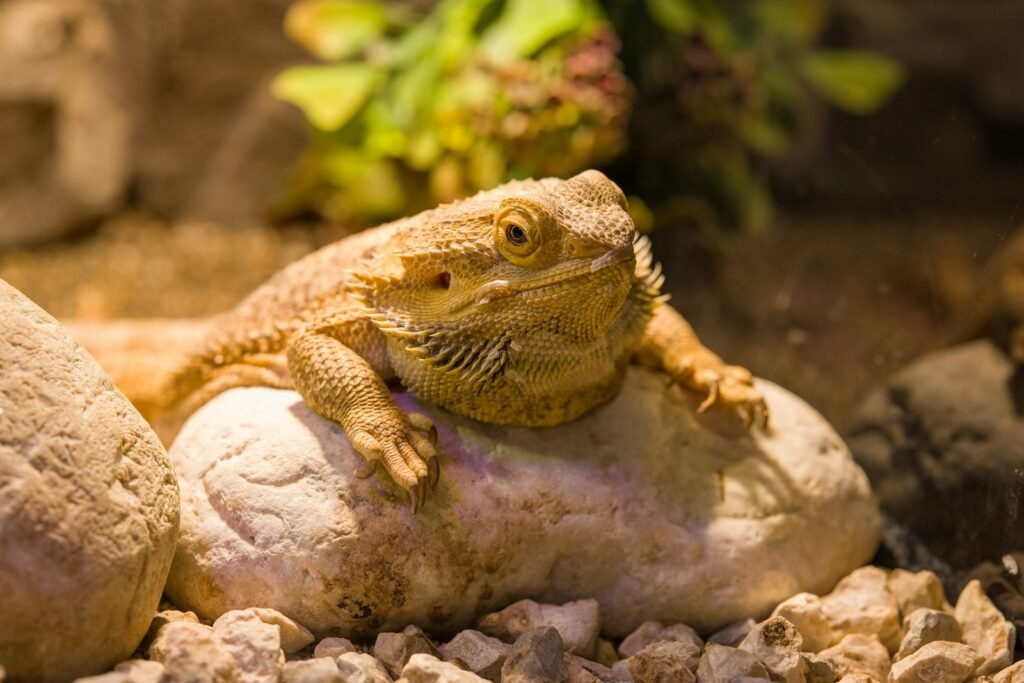 brown and black bearded dragon on brown rock