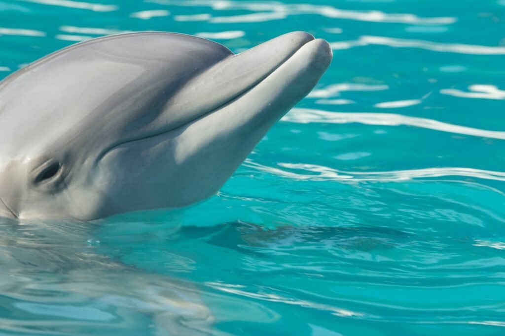 white dolphin in blue water