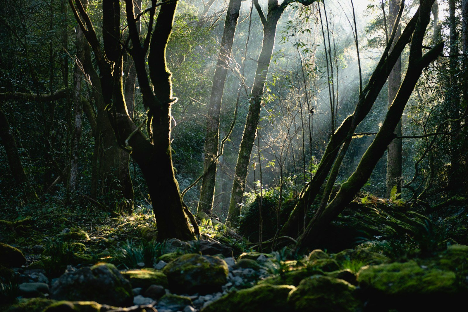 rainforest habitat