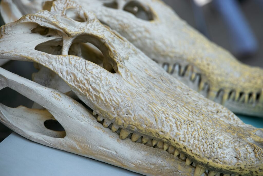 two white crocodile skulls
