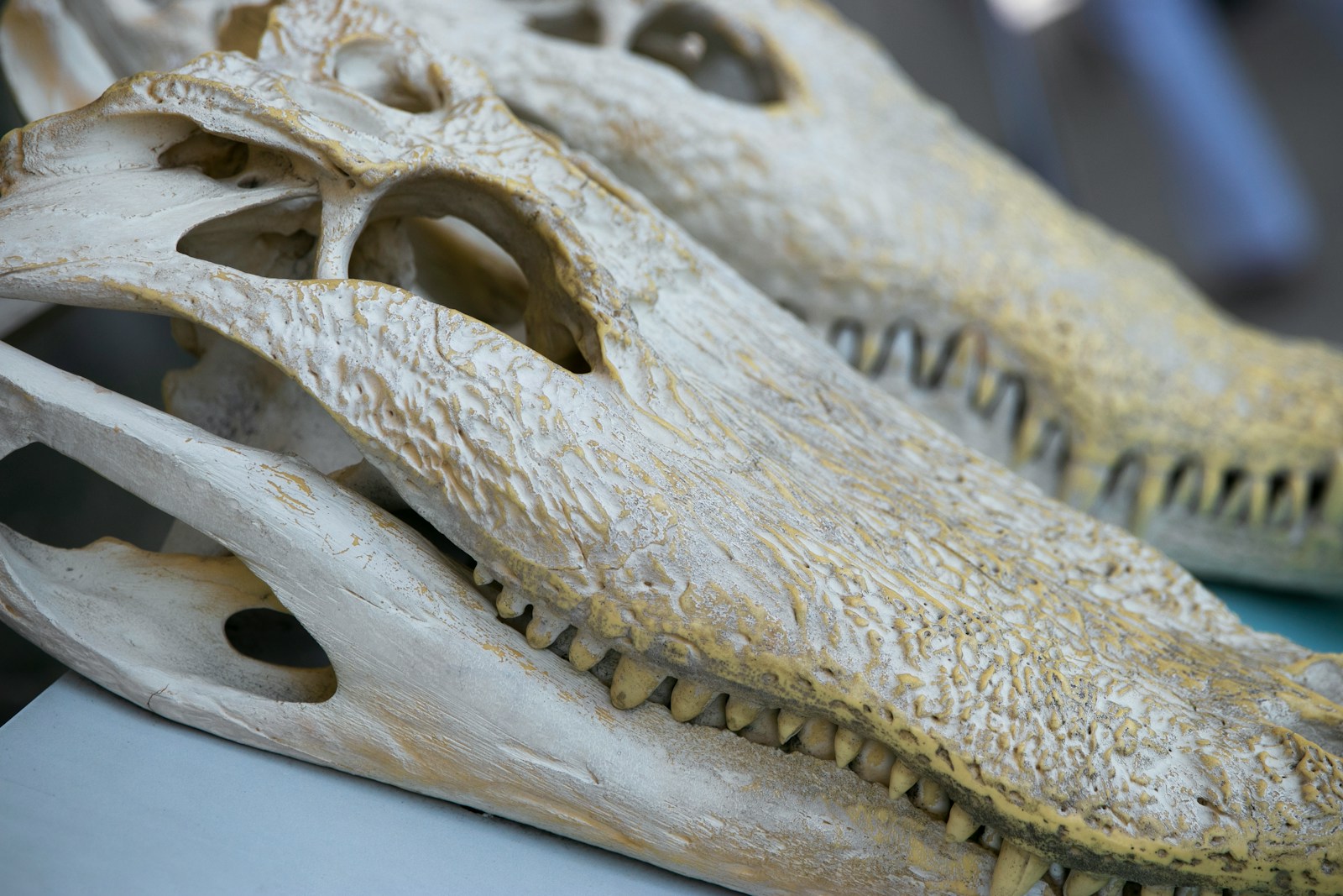 How Ancient Egyptians May Have Mummified Crocodiles Based on Fossil Finds